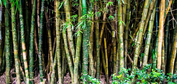 A bamboo forest with writing on the trunks