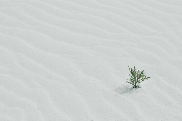 Rippled white sand with a small flowering plant