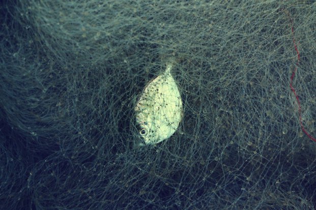 A fish trapped in a fishing net in the ocean